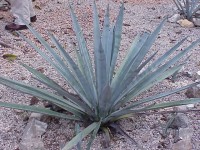 Madhava Agave_tequilana- single plant