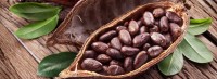 Organic Cacao beans